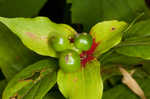 Indian cucumber